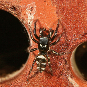 Salticus scenicus