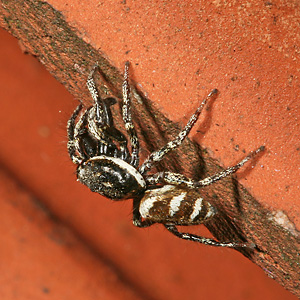 Salticus scenicus