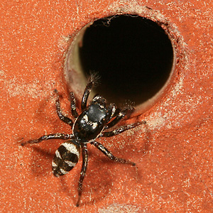 Salticus scenicus