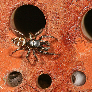 Salticus scenicus