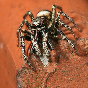 Salticus scenicus