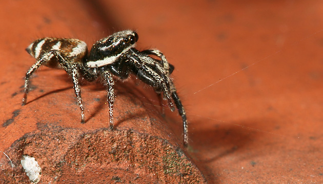 Salticus scenicus