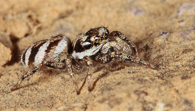 Salticus scenicus