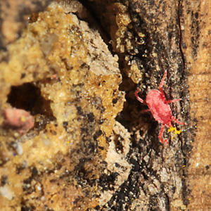 Trombidium holosericeum