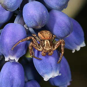 Xysticus cristatus