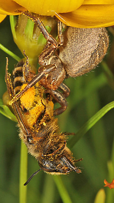 Xysticus cristatus