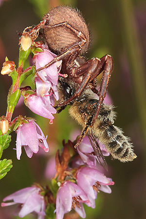 Xysticus cristatus