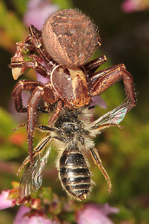 Xysticus cristatus