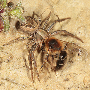 Xysticus cristatus