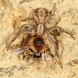 Xysticus cristatus