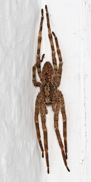 Zoropsis spinimana