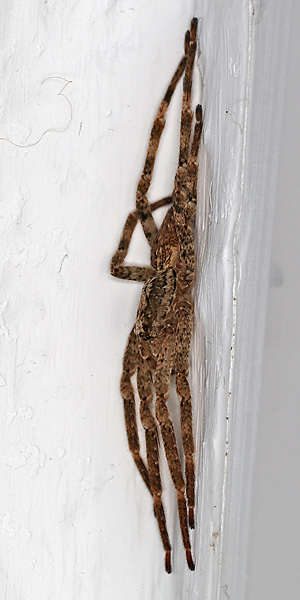 Zoropsis spinimana