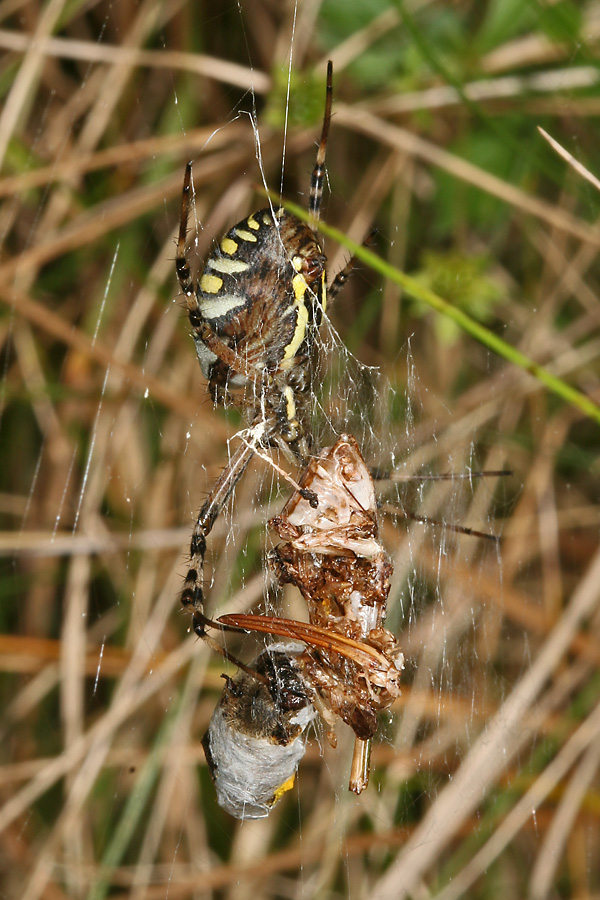 Wespenspinne