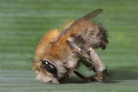 21. EOS-20D-Foto: Pelzbiene Anthophora plumipes M