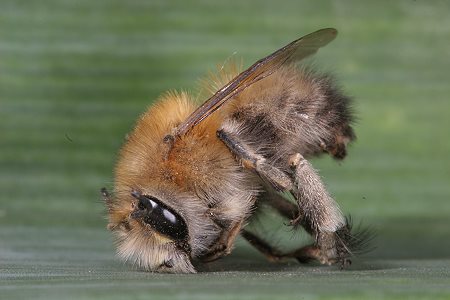 22. EOS-20D-Foto: Pelzbiene Anthophora plumipes M