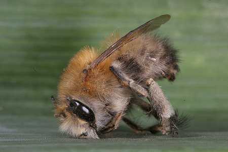 23. EOS-20D-Foto: Pelzbiene Anthophora plumipes M