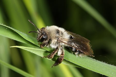 1. EOS-40D-Foto (Andrena vaga): richtig belichtet