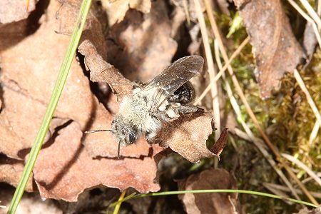 4. EOS-40D-Foto: Sandbiene Andrena vaga 4