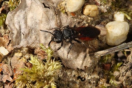 7. EOS-40D-Foto: Blutbiene Sphecodes albilabris 1