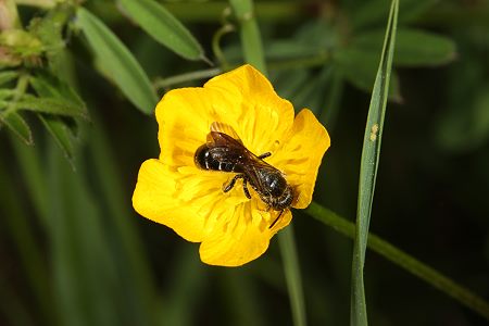 15. EOS-40D-Foto: Mauerbiene Osmia leucomelana 1