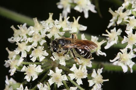 17. EOS-40D-Foto: Sandbiene Andrena chrysosceles 1