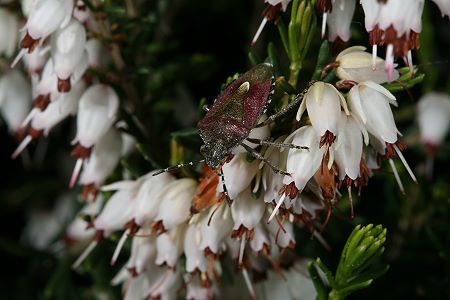 53. EOS-5D-Foto: Wanze an Schneeheide