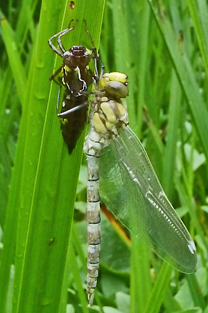 Blaugrüne Mosaikjungfer (Aeshna cyanea, 2017) Aeshna cyanea