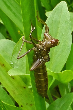 Blaugrüne Mosaikjungfer (Aeshna cyanea, 2017) Aeshna cyanea