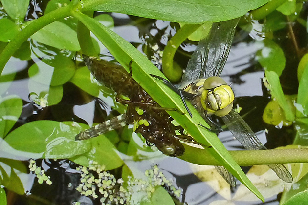 Aeshna cyanea (2017) Aeshna cyanea