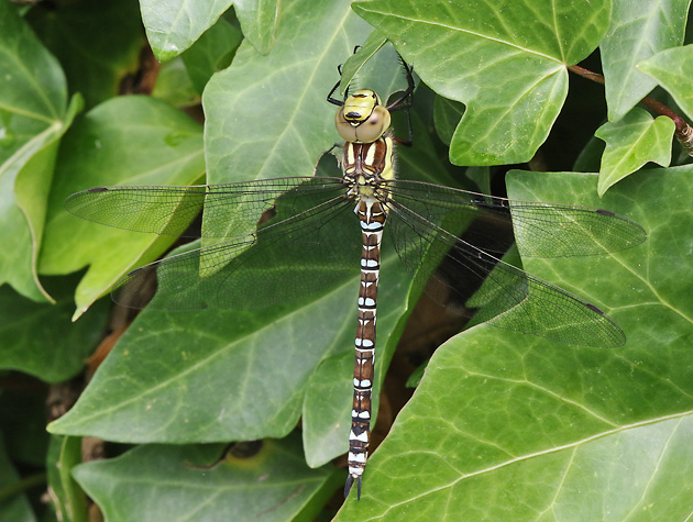 Aeshna cyanea (4.8.2025) Aeshna cyanea