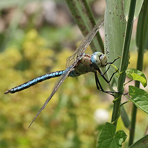 Große Königsliblle (Anax imperator, 7.9.2017) Anax imperator