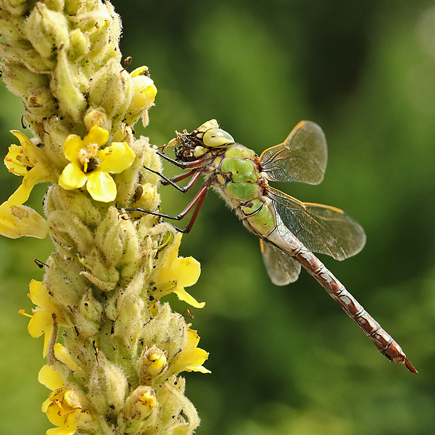 Anax imperator (20.6.2019) Anax imperator