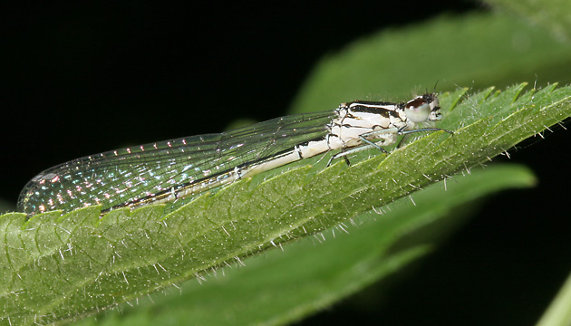 Coenagrion puella (11.6.2006) Coenagrion puella