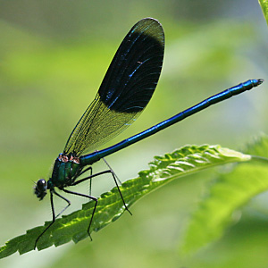 Gebänderte Prachtlibelle (Calopteryx splendens, 18.7.2006) Calopteryx splendens