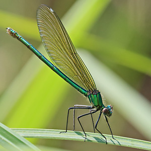 Gebänderte Prachtlibelle (Calopteryx splendens W, 23.7.2021) Calopteryx splendens