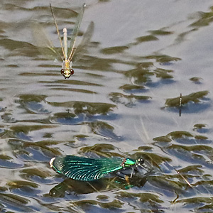 Gebänderte Prachtlibelle (Calopteryx splendens, 24.8.2024) Calopteryx splendens
