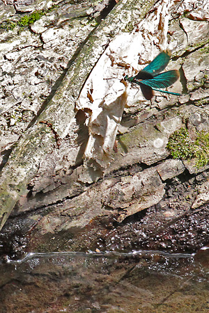 Blauflügel-Prachtlibelle (Calopteryx virgo, 18.6.2017) Calopteryx virgo