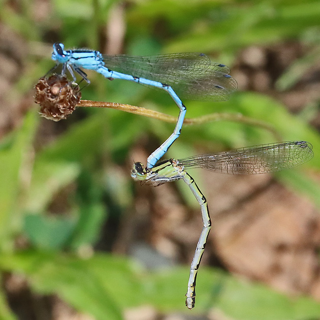 Enallagma cyathigerum (MW, 22.7.2021) Enallagma cyathigerum MW