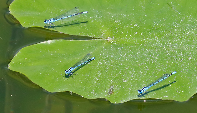 Enallagma cyathigerum (MMM, 23.7.2021) Enallagma cyathigerum MMM
