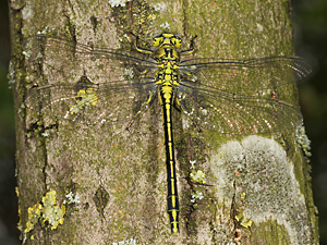 Westliche Keiljungfer (Gomphus pulchellus, 17.5.2012) Gomphus pulchellus