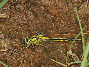 Westliche Keiljungfer (Gomphus pulchellus, 17.5.2012) Gomphus pulchellus