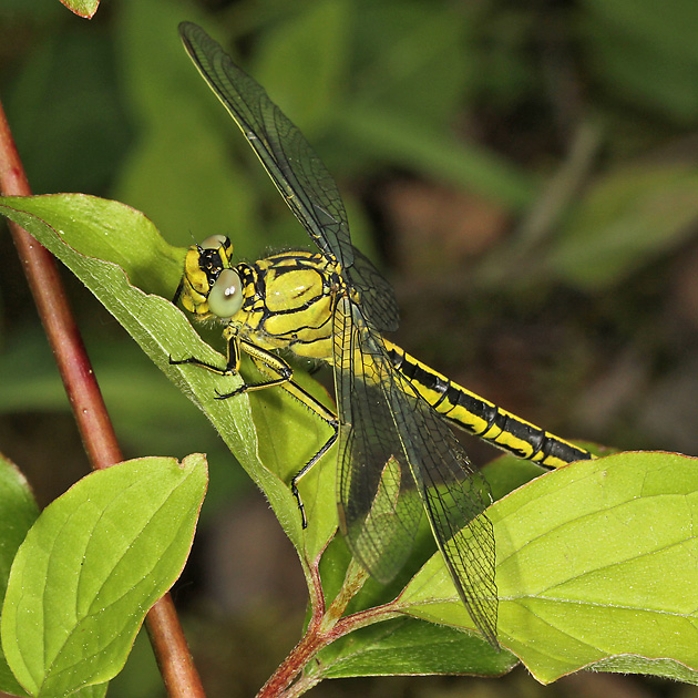 Gomphus pulchellus (17.5.2012) Gomphus pulchellus