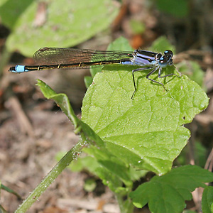 Große Pechlibelle (Ischnura elegans, 17.6.2006) Pyrrhosoma nymphulae