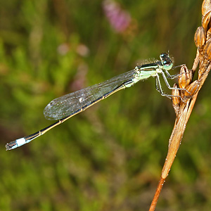 Große Pechlibelle (Ischnura elegans, 6.8.2008) Pyrrhosoma nymphulae
