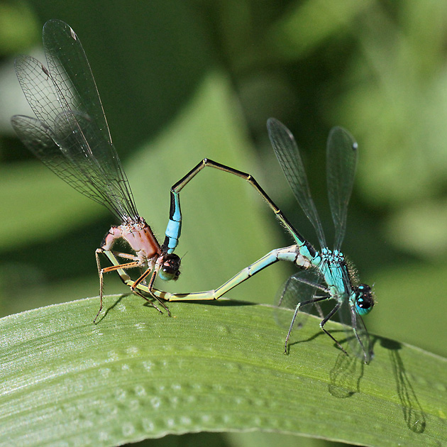 Ischnura elegans (14.6.2015) Ischnura elegans