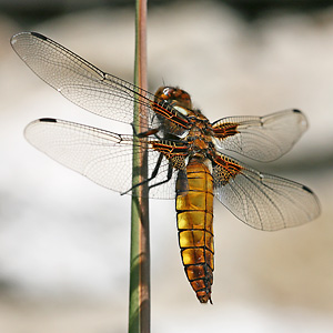 Plattbauch (Libellula depressa, 2.5.2009) Libellula depressa