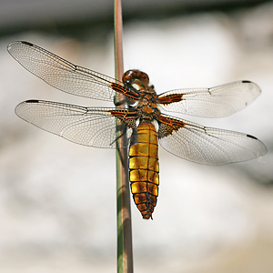 Plattbauch (Libellula depressa, 2.5.2009) Libellula depressa