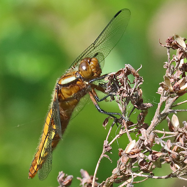 Libellula depressa (16.5.2023) Libellula depressa
