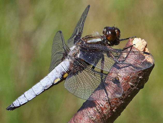 Libellula depressa (4.6.2023) Libellula depressa