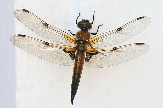 Libellula quadrimaculata (18.5.2019) Libellula quadrimaculata